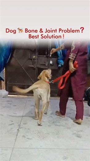 Dog 🦮 Bone & Joint Problem❓ Best Solution❗️