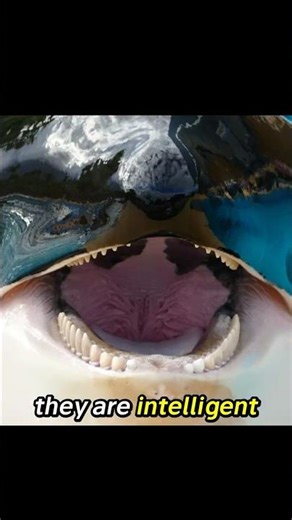 ⚠️You Are Being Hunted by Orca (Orca Hunting Tactics) #orca