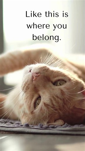 Home feels softer… when you’re here Home Feels Better With a Cat 🐱🏡🤍