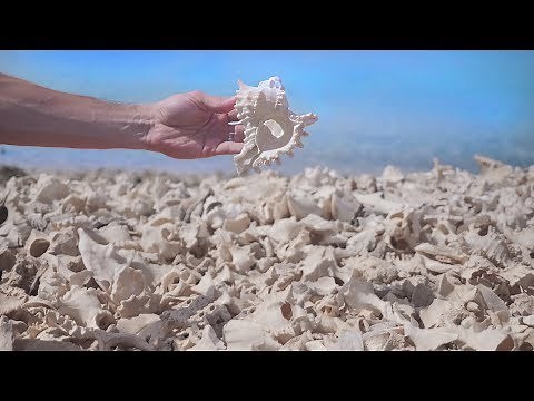 This Island In The Red Sea Is Covered in Shells?? | SAUDI ARABIA