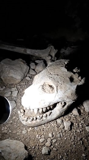 Scattered Bones of an Extinct Cave Hyena Found | Real Torch POV
