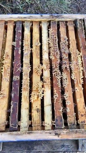 Overwintering bees outside. They can withstand temperatures as low as -25°C