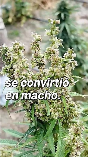 Planta se hizo Macho por Estrés