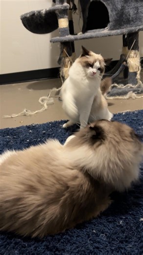 Sire Ernest and Queen Daisey playing! ฅ^•ﻌ•^ฅ | Dazzling Ragdoll Kittens | Facebook