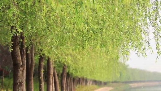 春天柳树绿意盎然