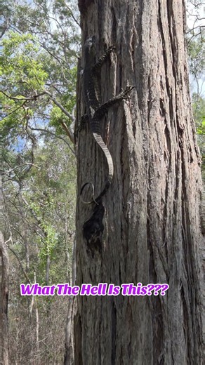 What The Hell Is This Australian Reptile?┃Gherulla Sunshine Coast Hinterland Mapleton NP QLD Aus