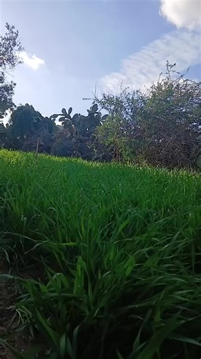 الشغب الصيني: ما حاله في LIVE Fest 2025؟