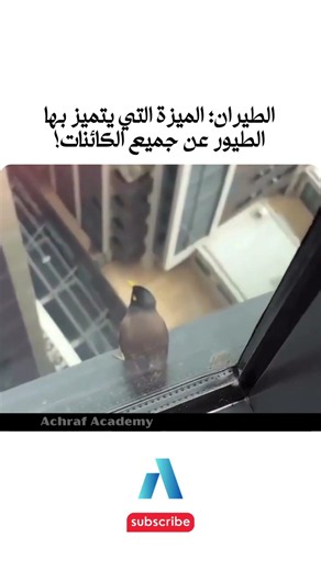 يجب عليك مشاهدة هذا الفيديو | الطيران؛ الميزة التي يتميز بها الطيور عن جميع الكائنات!