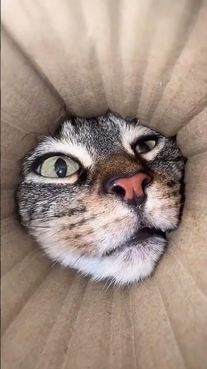 Sniff sniff #cat #catlovers #cats #catshorts #catvideo #kucing #kucinglucu #kitten #shorts #short