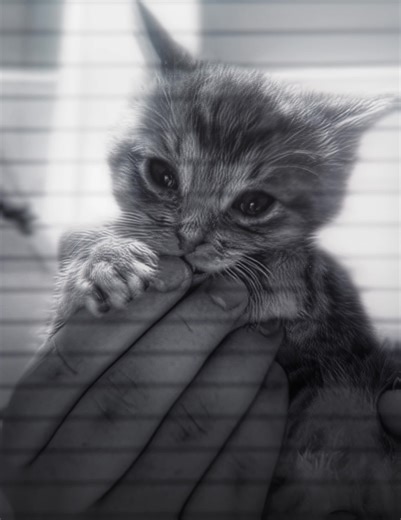 Cat Dance Compilation | Funny Cat Videos | Cat Vibes #s6turn9