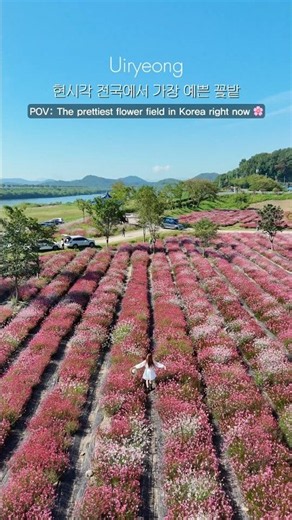 현시각 전국에서 가장 예쁜 꽃밭 #의령 #호국의병의숲 #국내여행 #여행지 #가을여행 #꽃구경