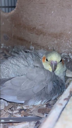 #cockatiel #birds #cockatielbird #cockatielsinging #cockatielsound #parrot #pets #ytshorts #shorts