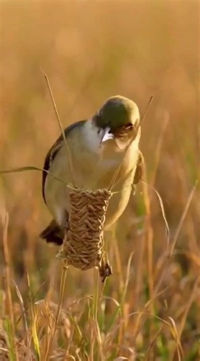 Tiny Tailor Bird Builds Amazing Nest