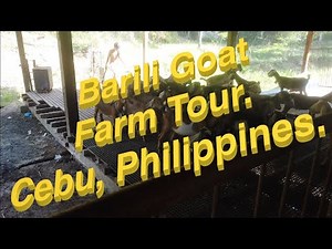 Barili Goat Farm Tour, Cebu Philippines.