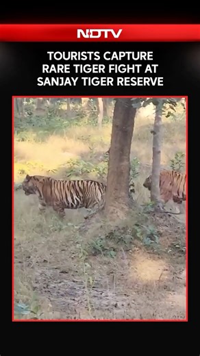 NDTV on Instagram: "A rare and dramatic wildlife moment was witnessed at the Sanjay Tiger Reserve in Madhya Pradesh’s Sidhi district, where tourists on a year-end safari captured two tigers engaged in a fierce territorial dominance fight. The incident occurred in the Baherbar area of the Dubri region, as the loud roars of the tigers drew the attention of visitors."