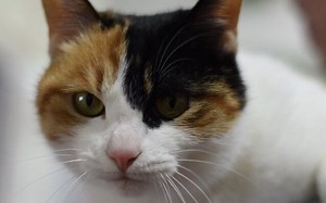 AirtestIDE中的selenium插件试用体验