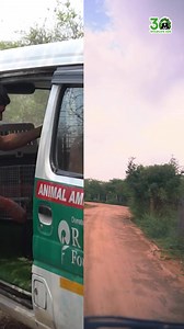 Every month, our Rapid Response Units are called into action to rescue civet cats from different urban locations. From being stuck in buildings to suffering injuries after road accidents, these small, misunderstood animals often end up in danger while navigating urban spaces. Though commonly mistaken for felines, civet cats are actually closer to mongooses, hyenas, and other members of the Viverridae family. As natural pest controllers and seed dispersers, they play a vital role in maintaining e