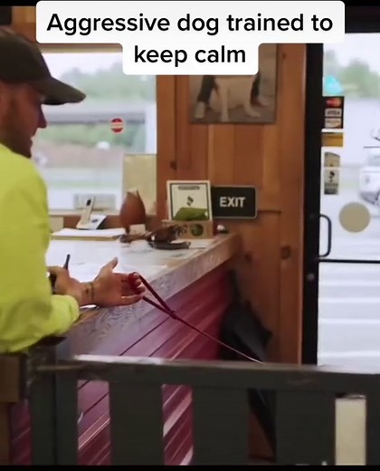 Training Aggressive Dogs: Tips and Techniques