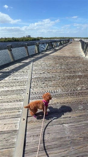 Sideways trotting dog
