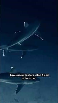 "5 Weird Shark Facts You Didn't Know"