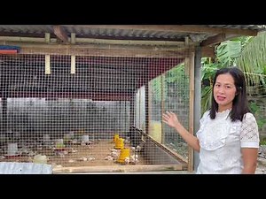 Backyard broiler poultry farm (MANUKANG walang amoy Converted Piggery set up)