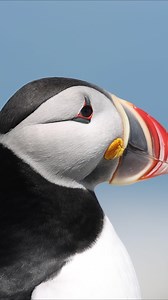 Atlantic puffins off the coast of Maine | Harry Collins Photography