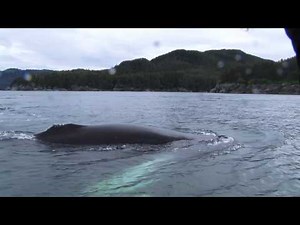 Close Encounters with Humpback Whales in Alaska