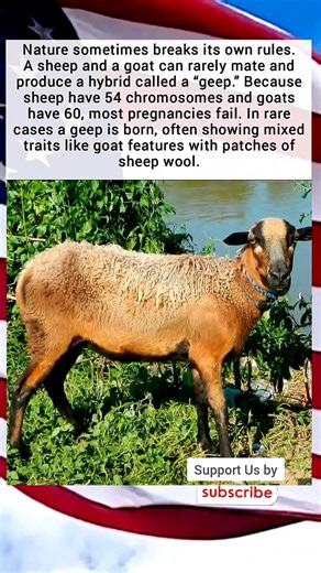 Nature sometimes breaks its own rulesA sheep and a goat can rarely mate and