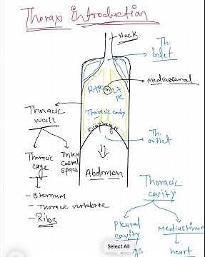 Thorax Introduction Anatomy MBBS 1st Year | Thorax Anatomy Lecture | Thorax virendocs& BDC Explained