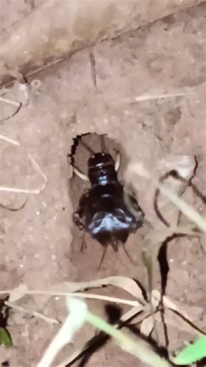 Cricket sound (Insect) | Chirping Cricket 🦗🏏