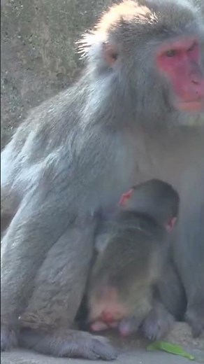 Baby Japanese Macaque monkey born to mother Rikka at Milwaukee County Zoo
