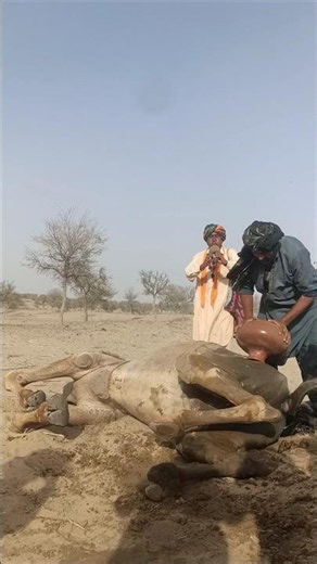 الصحراء صحراء قاسية حارة. كان جمل يعاني هناك. ضحى رجل متوتر بماء شربه من أجل الجمل.