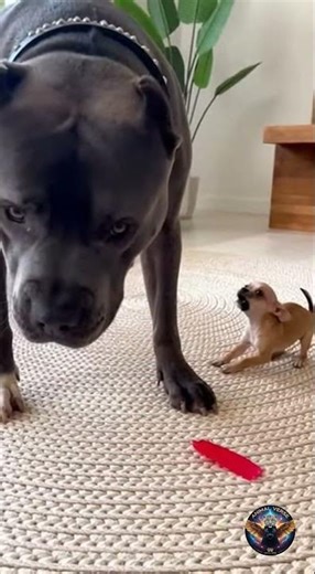Tiny Puppy Pranks Sleeping Giant Dog With Balloon