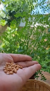 Cette méthode simple fait germer les lentilles rapidement | Santé et Bon marché