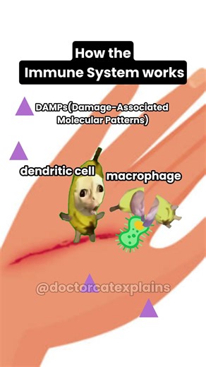 This is an active immune response. A cytokine storm before t cell activation by the dendritic cell