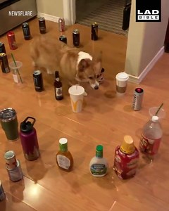 3.5M views · 29K reactions | I never knew corgis were such agile maze navigators  | LADbible | Facebook