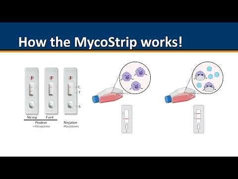 Mycostrip | Mycoplasma detection