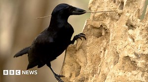 Crows' tool time captured on camera
