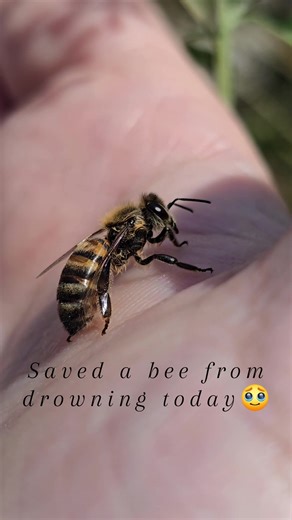 🐝 I found this #honeybee in my #duck pool and scooped her out so she could dry off. I think she was #grateful for the #rescue. What do you think? If you enjoyed this video, follow Wellspring & Wild to see more great content! | Wellspring & Wild
