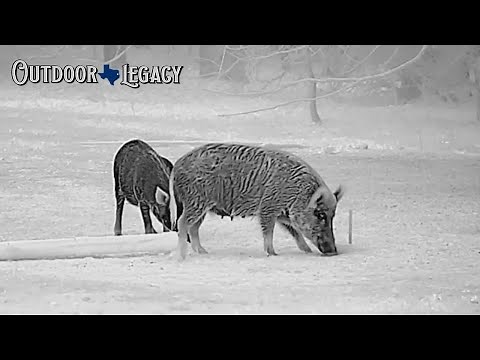 AGM Clarion 640 | BEST "All-Around" Thermal Scope?!
