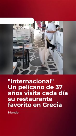 ¡Un cliente muy especial! 🇬🇷🐟 Este pelícano de casi cuatro décadas se convirtió en una leyenda local en Grecia al presentarse puntualmente cada día en un restaurante para recibir su ración de pescado. Una historia de amistad entre humanos y naturaleza que nos recuerda la asombrosa memoria de estos animales. ¡Un verdadero icono del paseo marítimo! ✨🐦 ¿Cuál es el visitante más extraño que viste en un restaurante? 👇