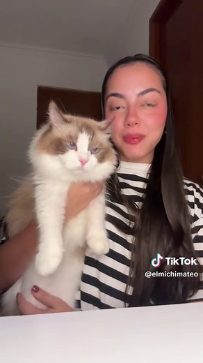 Michi Perfecto Para Tu Signo Zodiacal