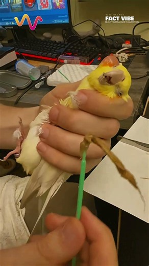 This Parrot Had a Massive Feather Ball Inside Its Body #parrot #vet #pets #lifehacks #medicine