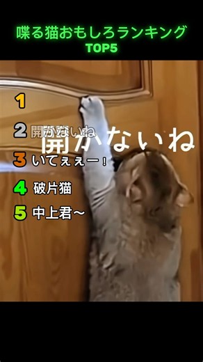 喋る猫おもしろランキング#猫 #しゃべる猫 #おもしろ #バズれ #shorts