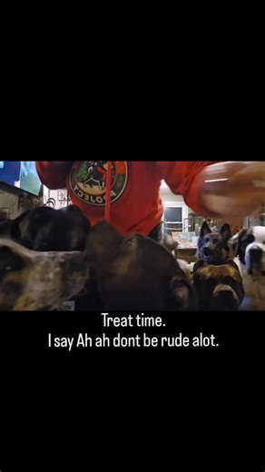 I say Ah Ah alot and dont be rude, wait. And Brandon has to wear a muzzle cause he occasionally likes to taste other dogs. | Snowflake Meadows