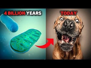 The Incredible Journey of Dog Evolution