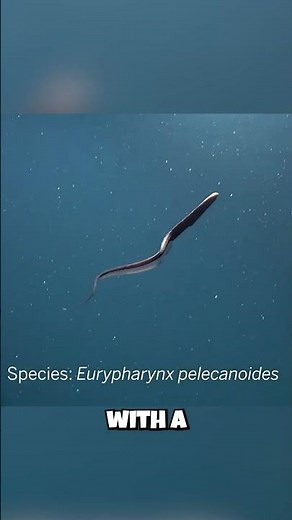 ⚠️ Eels: They Swallow Prey Bigger Than Themselves?! ⚠️ This Deep-Sea Creature Will Shock You!