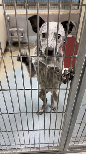PUPDATE: Adopted!💙 Casey is an ADORABLE, playful Blue Heeler puppy available today!😍 He would love to dance right out the door with you! The shelter will be open 1:00-5:00!💙 (dog friendly) | Joplin Humane Society Animal Adoption & Resource Center