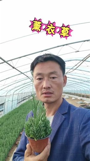 薰衣草，薰衣草花，薰衣草苗，薰衣草小苗，薰衣草基地，薰衣草盆栽，薰衣草杯苗，薰衣草哪里有，薰衣草批发价格，薰衣草产地价格，薰衣草种植基地，薰衣草供应基地，薰衣草基地直销，河南薰衣草基地，贵州薰衣草基地，四川薰衣草基地，江苏薰衣草基地#薰衣草 #薰衣草花海 #薰衣草基地 #薰衣草杯苗 #薰衣草价格