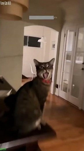 Funny Cat 😅 Favorite Friends 🐈‍⬛ # Ep 9892